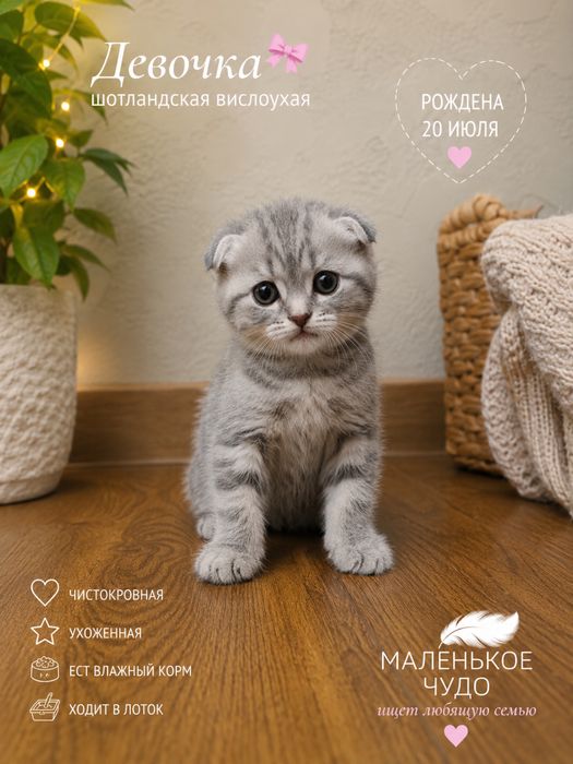 Чистокровные шотландские котята .
