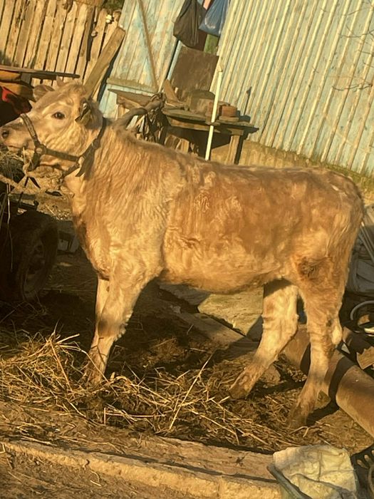 De vânzare doua vitele , mai multe detali la telefon