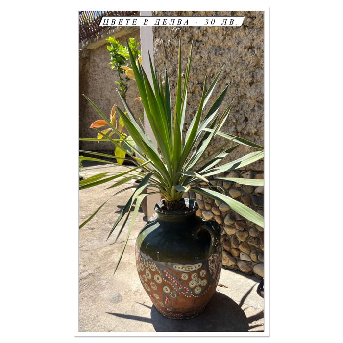 Цветя - Филодендрон, Юка, Бенджамин и други