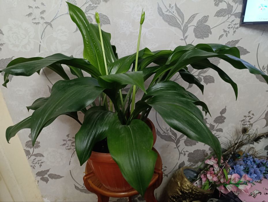 Цветы на 11 декабря. Эухарис - Амазонские лилии.