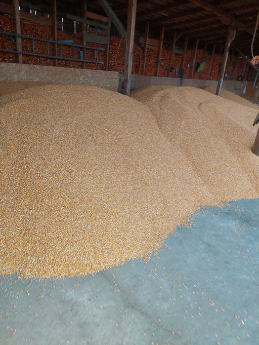 Vand porumb de faina 9590 productia 2025