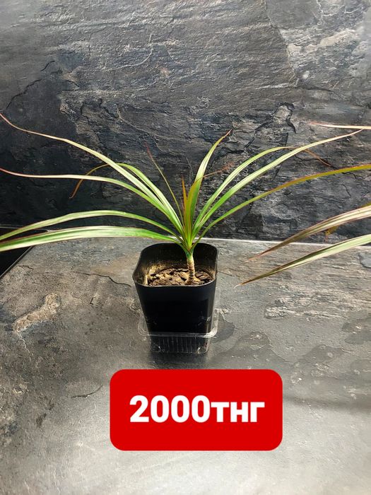 Продам драцену 2000тнг