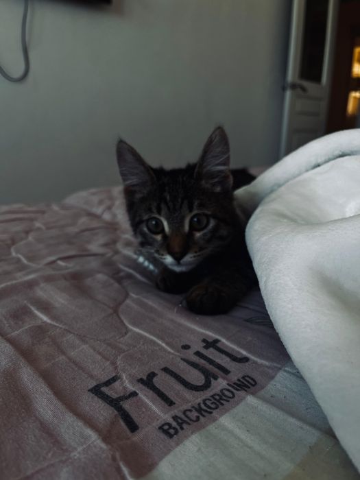 Котенок маленький