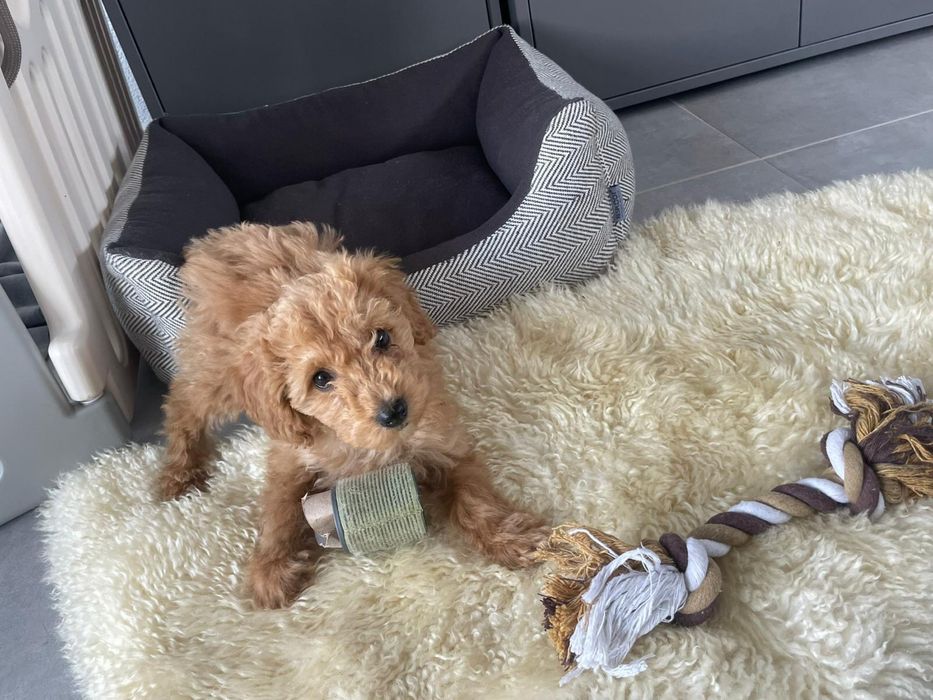 Fetita pudel caniche