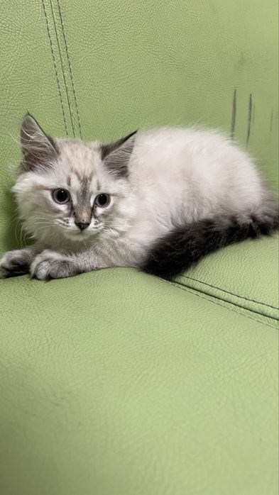 Отдам котенка мальчик не леняет