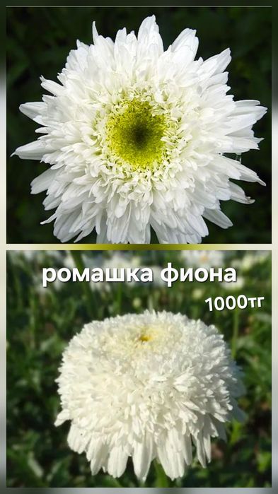 Цветы Лаванда,Тысячелистник Жемчужница,Будра.