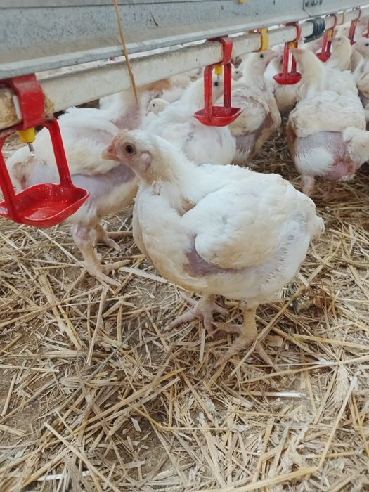 Pui alb de carne pui rasa mixta