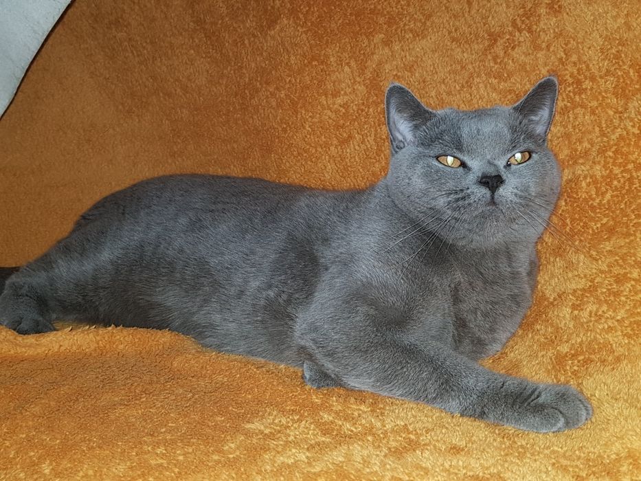 Продам британских котят