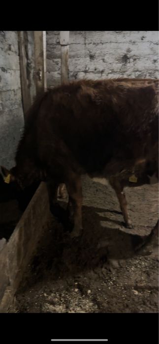 Первотёлка с теленком