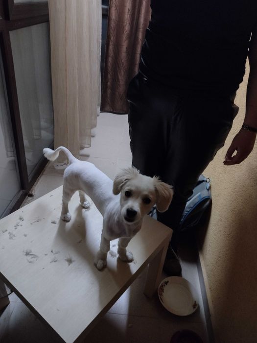 Tund caini si pisici