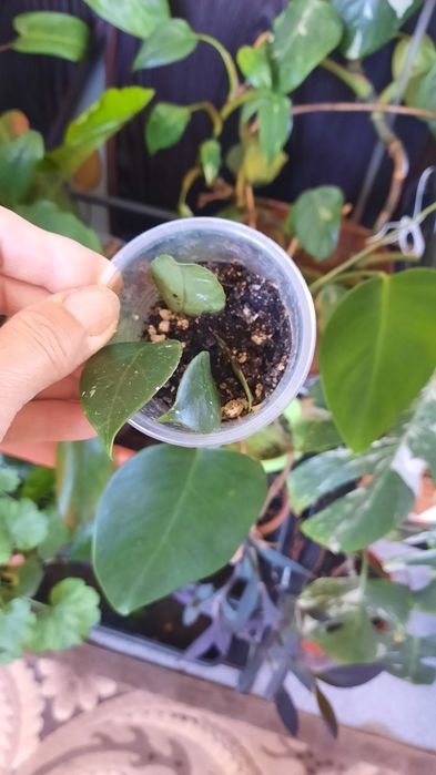 Комнатные растения, выращеные