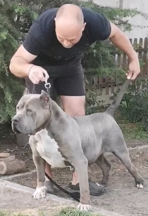 Американско Були ХЛ / American Bully XL  2 момчета и 1 момиче