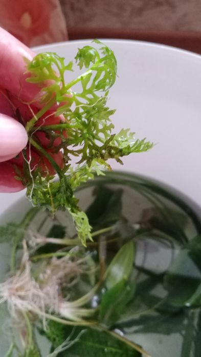 Продам аквариумные ростения или обменяю на мирную рыбу