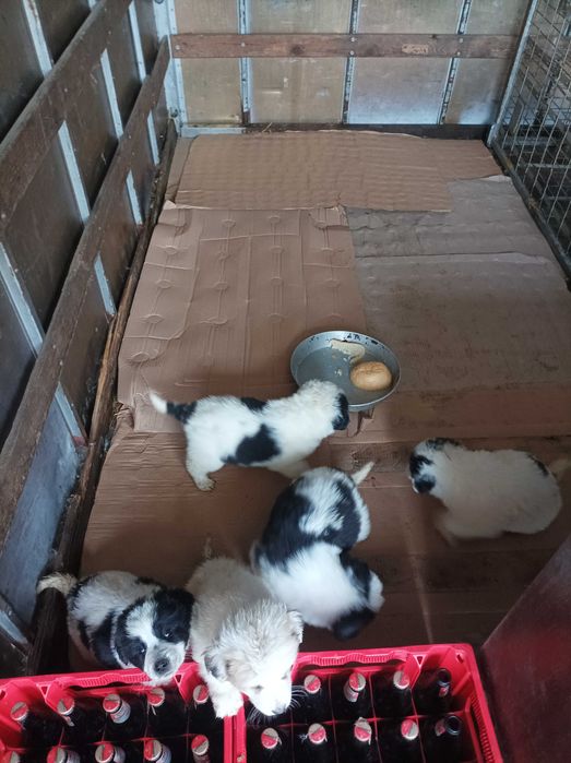 Каракачанки кученца подарявам