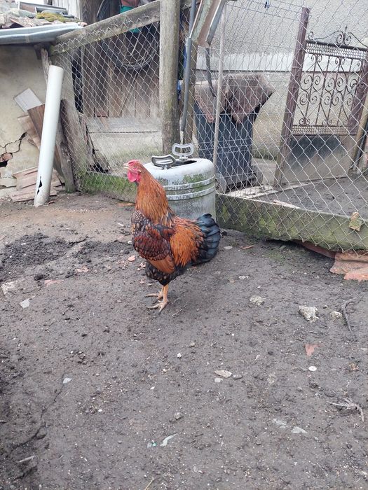 Cocos wyandotte Gsg.