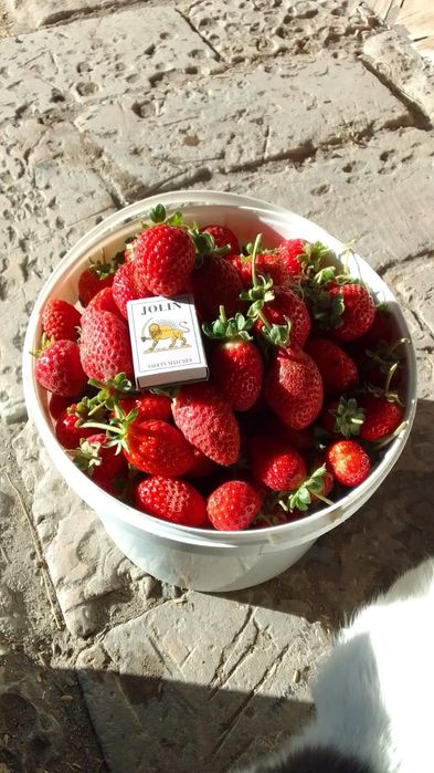 Рассада клубники