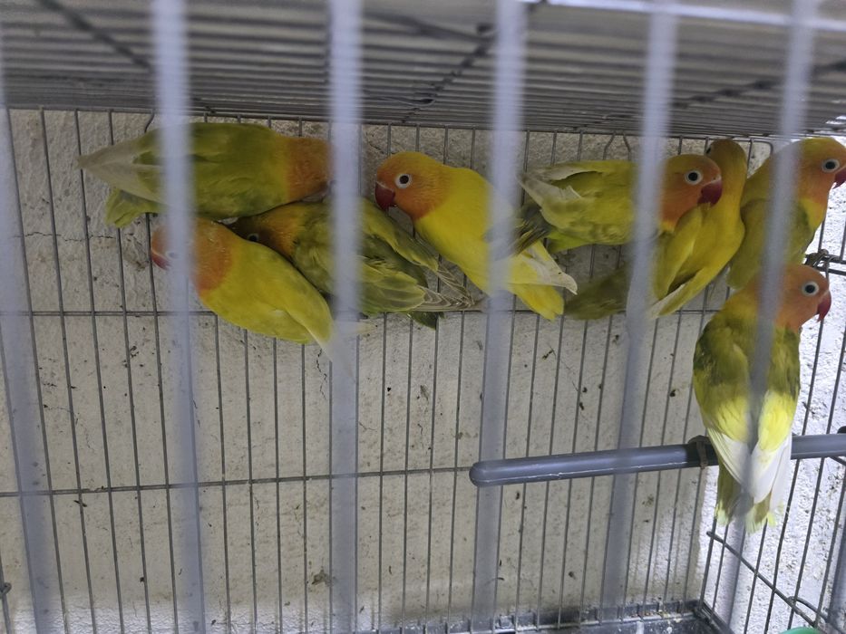 Неразлучники маскывые