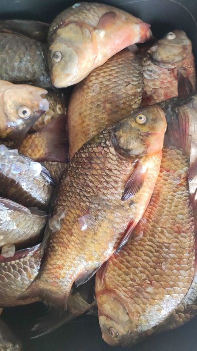 Карась жёлтый ..