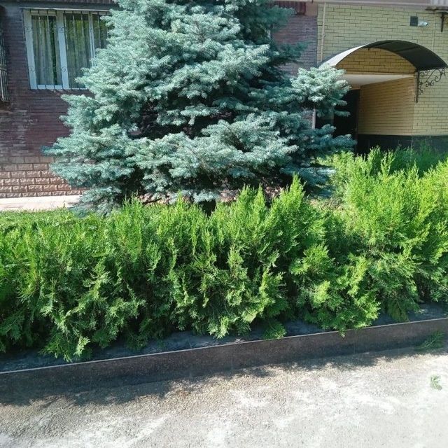 Арчалар хлма хил турдаги.