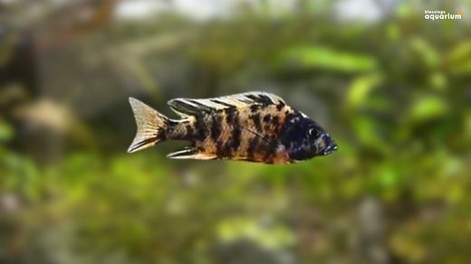 Цыхлидла сотилади срочно