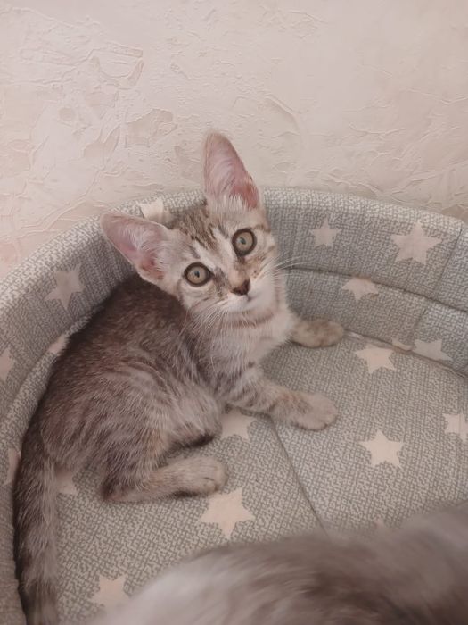 Котята.      !      .