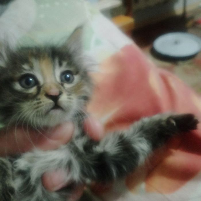 Котята даром срочно