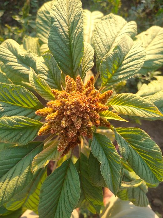 Амарант на корм/силос