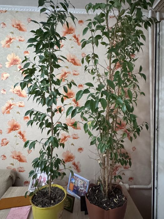 Продам фикус бэнджамина