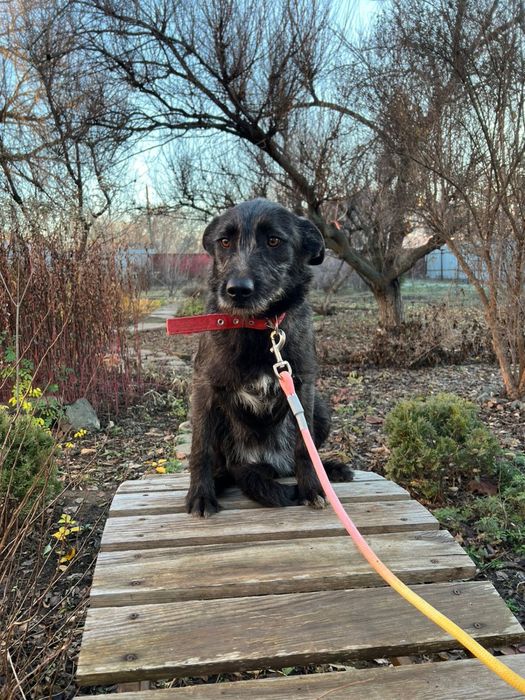 Отдам собаку в добрые руки