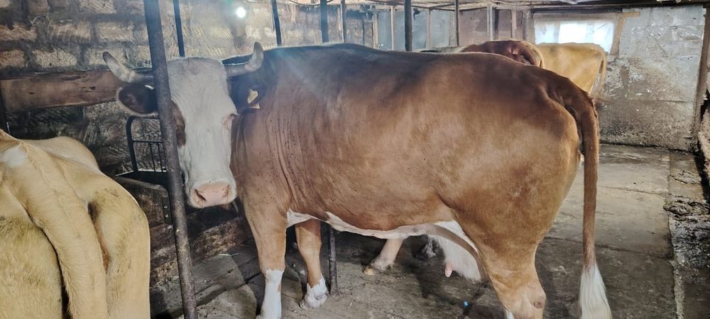 Продам коров оптом