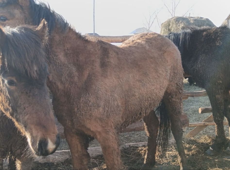 Семіртілген құнан, байтал сатылады