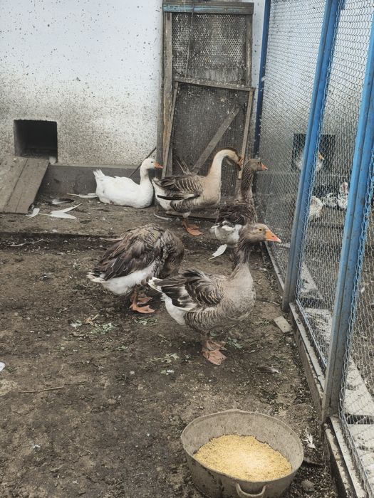 Продам семью гусей.