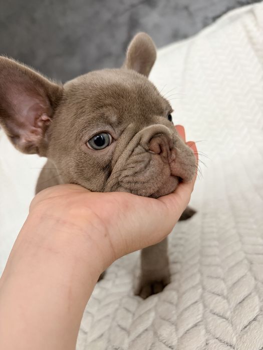 Bulldog Francez