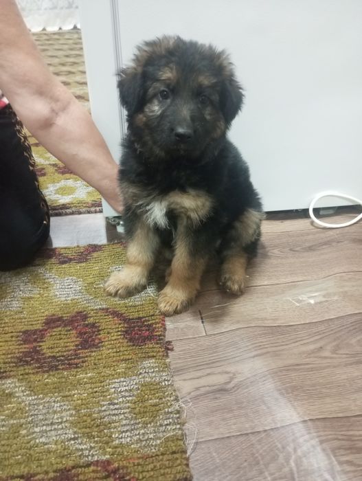 Продается немецкая овчарка