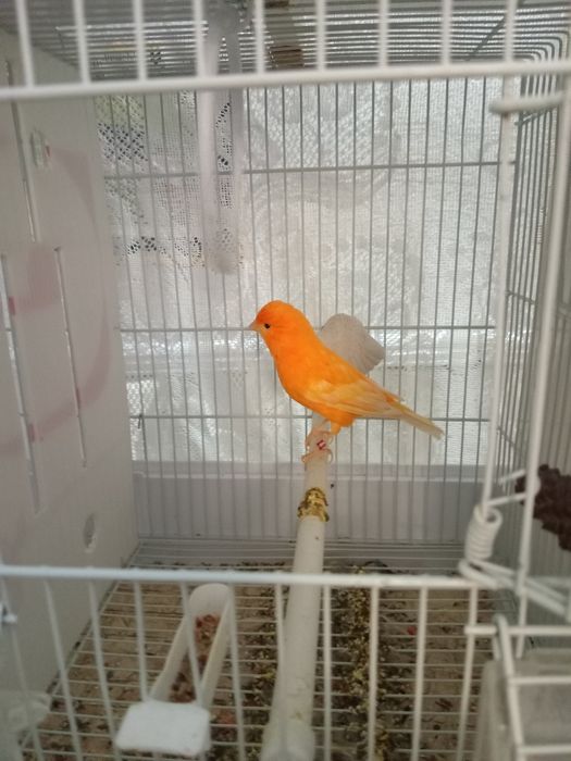 Красные канарейки.