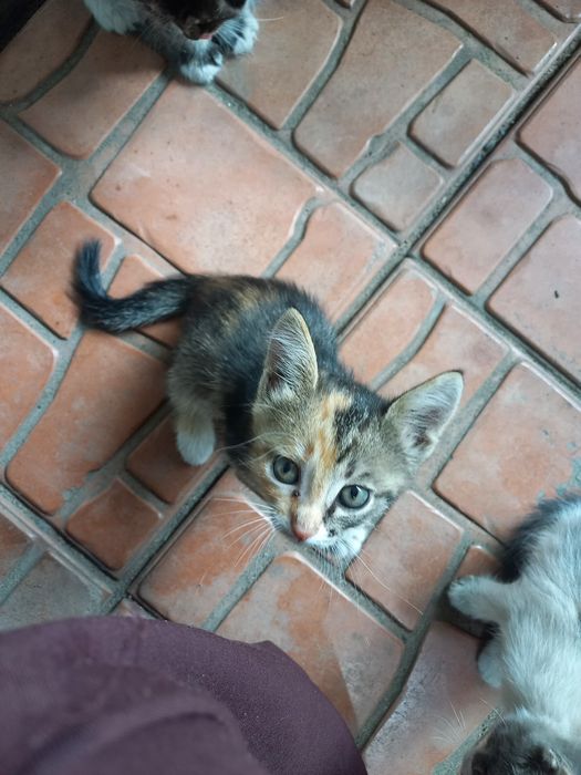 3 котёнка БЕСПЛАТНО