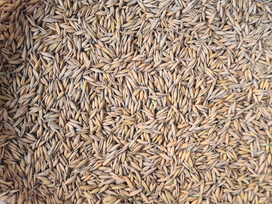 Vand ovăz producție 2025