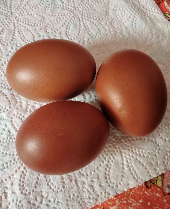Ouă pt incubat Marans