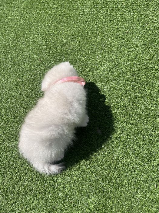 Скоттиш фолд сотилади