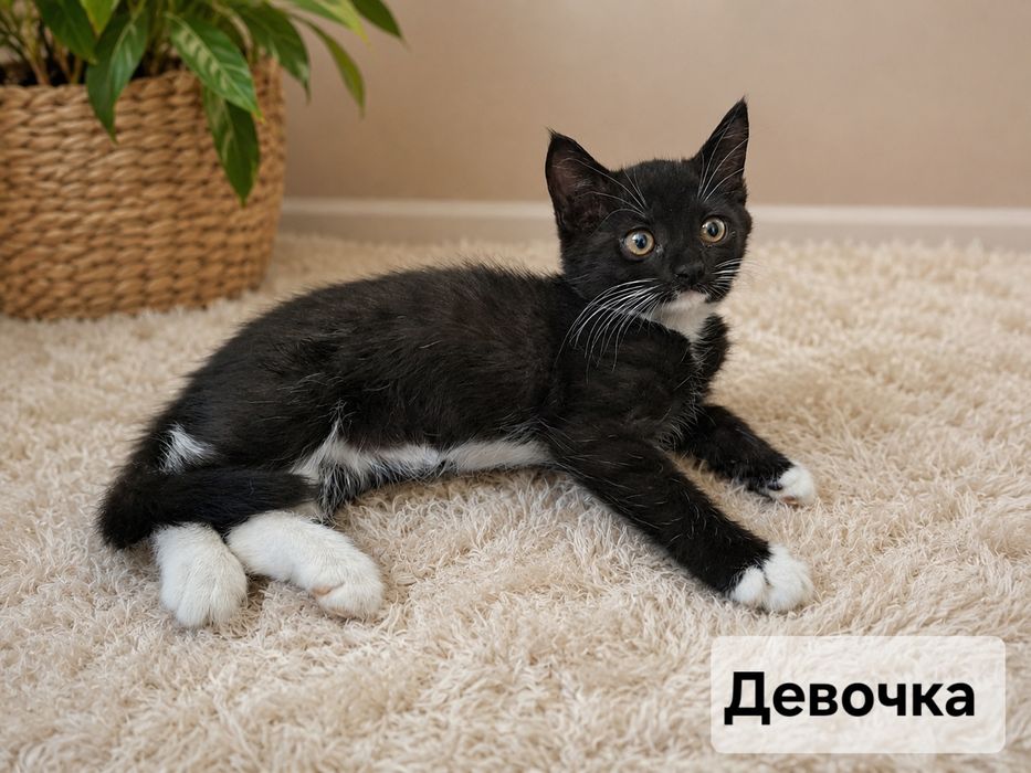 Отдаём 4-х котят