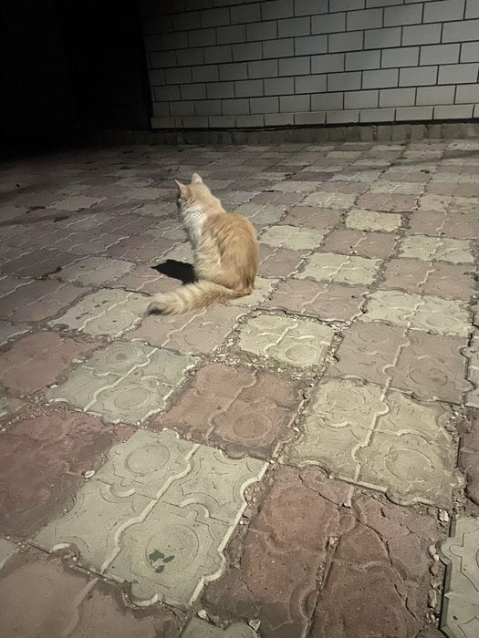 Отдам котят в хорошие руки