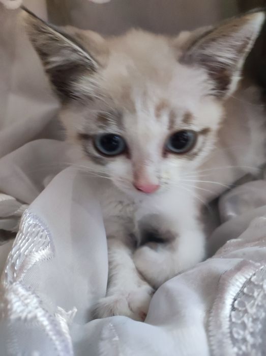 Котёнок Сноу-шу девочка