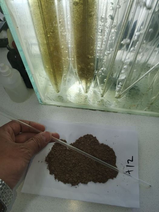 Artemiya cistasıga dastlabki qayta ishlash va saqlash (+Laboratoriya)