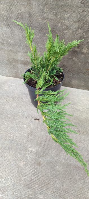 Продажа кустарников