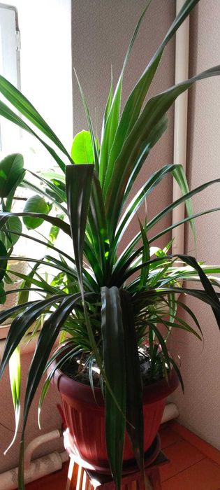 Комнатные цветы в горшках