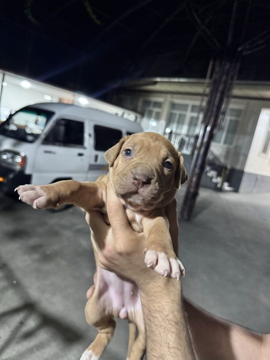 Pitbull bolalari