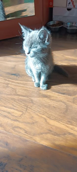 Отдам котёнка в хорошие руки