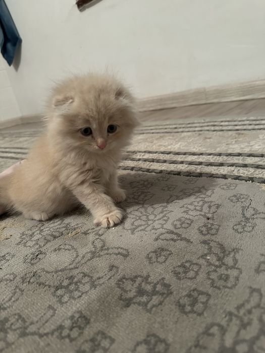 Шотланский вислоухи как мишутка