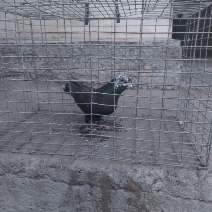 Соч самец лет игра гарантия