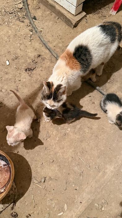 Отдам а хорошие руки